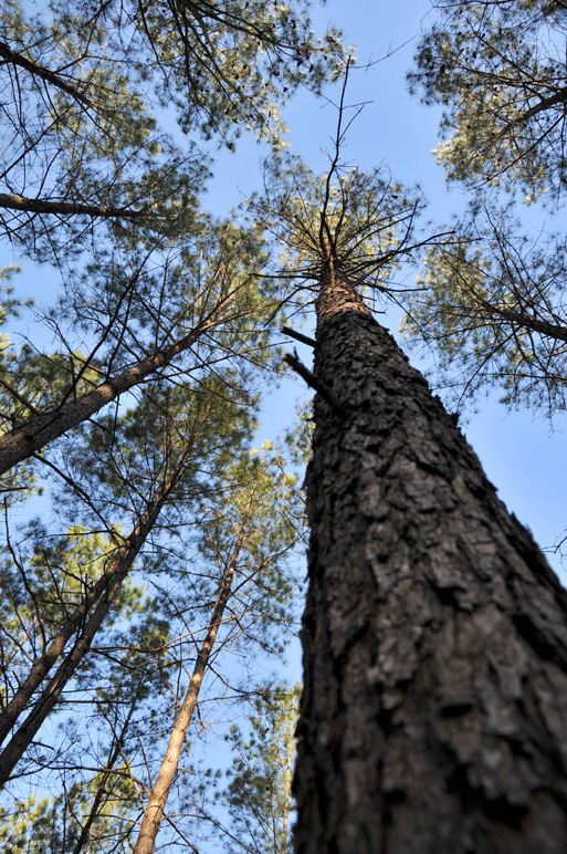 Loblolly pine (Pinus taeda)