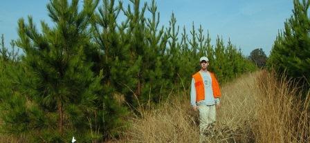 2-year-old clonal loblolly plantation 