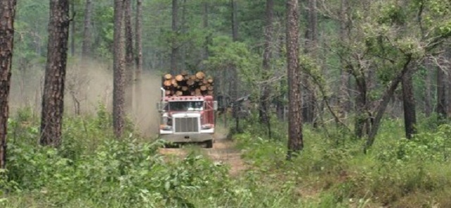 Truck hauling loblolly pine logs