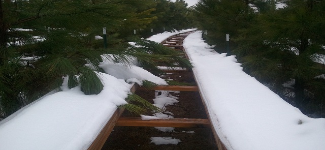 OK Tier III snow