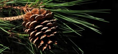 Loblolly pine foliage and cone