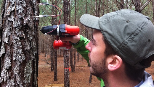 Sap flow probe installation