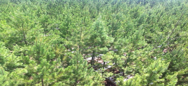 Aerial view Tier III site, Taylor County, Florida