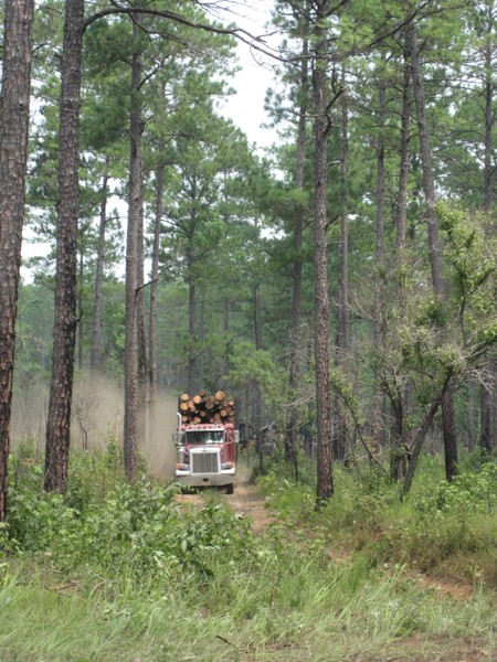 Loblolly pine harvest