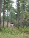 Loblolly pine harvest