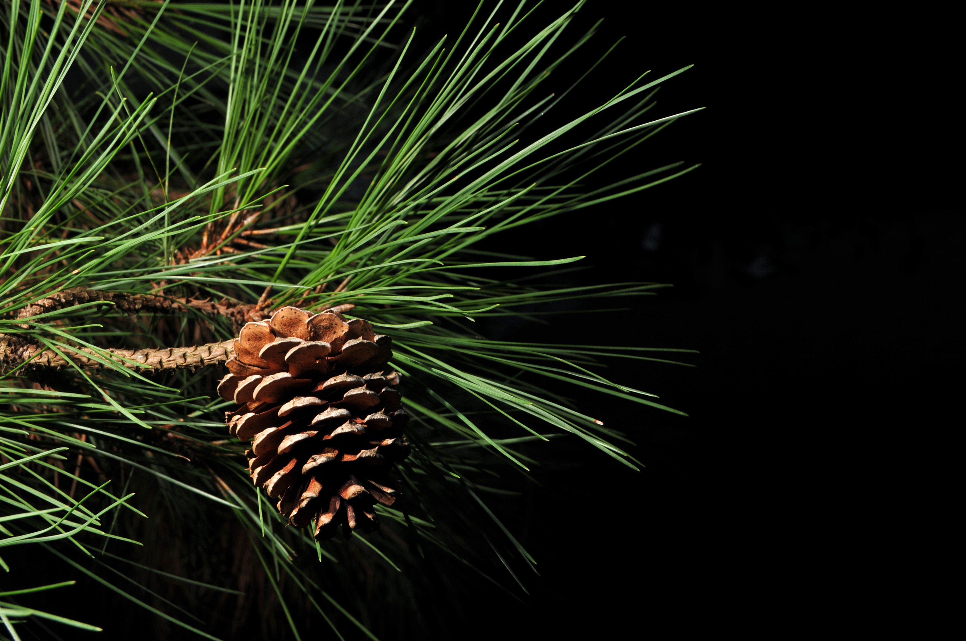 Loblolly cone and foliage