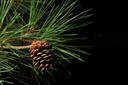 Loblolly cone and foliage