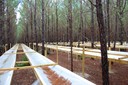 Florida Tier III_Rainfall Exclusion Structures_2 