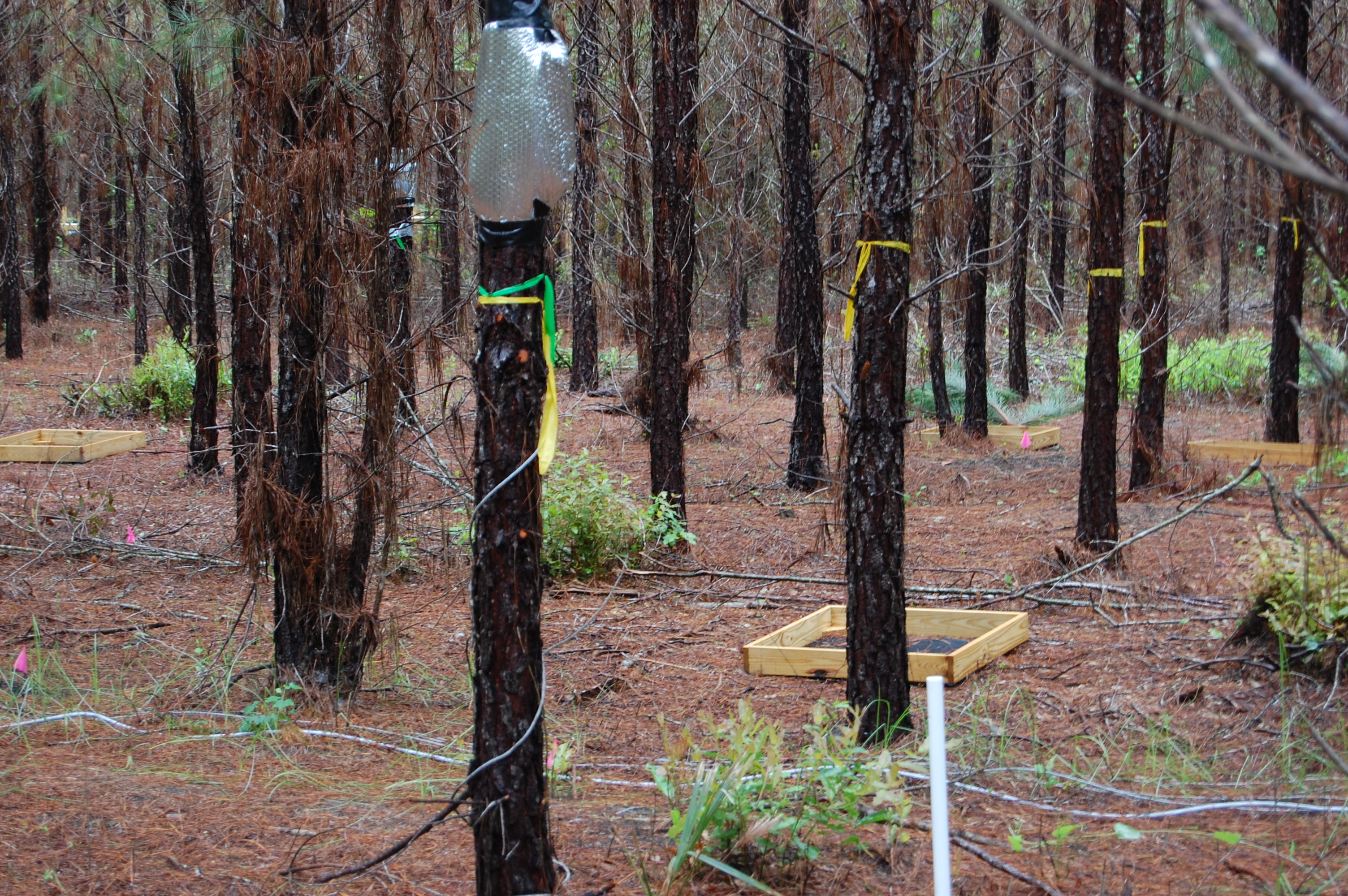 Florida Tier III_Sap Flow and Littertraps