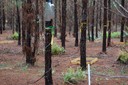 Florida Tier III_Sap Flow and Littertraps