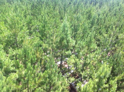 Aerial shot FL Tier III site
