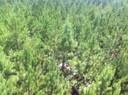 Aerial shot FL Tier III site