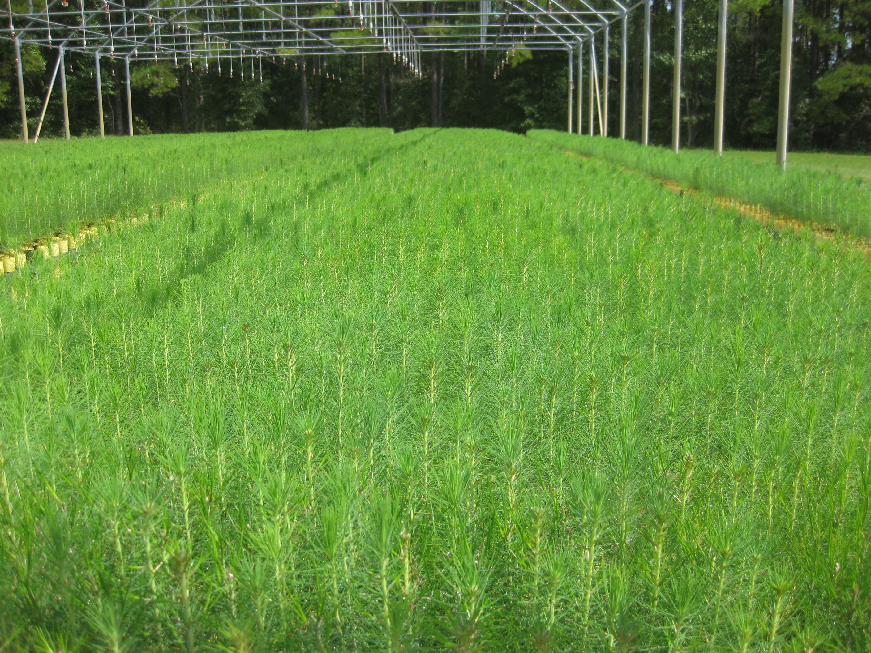 Seedlings