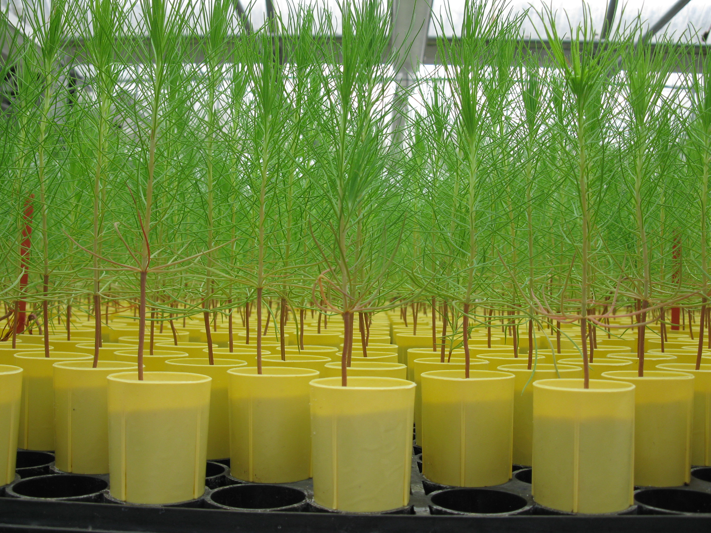 Pine seedlings