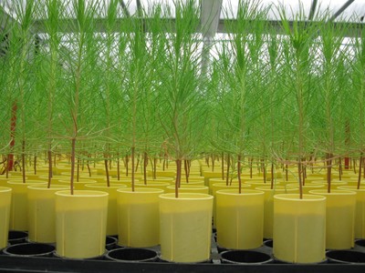 Pine seedlings